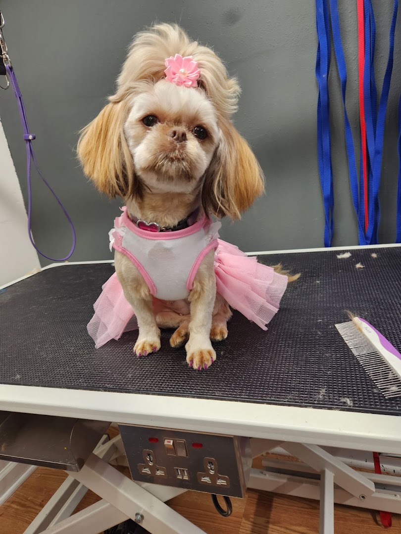 Claire Ruane, owner of Claire Ruane House-sitting & Pet-sitting, providing reliable and caring pet and home care services